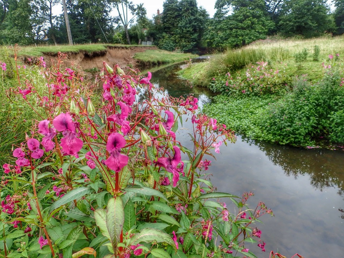 Himalayan Balsam by the River Leven